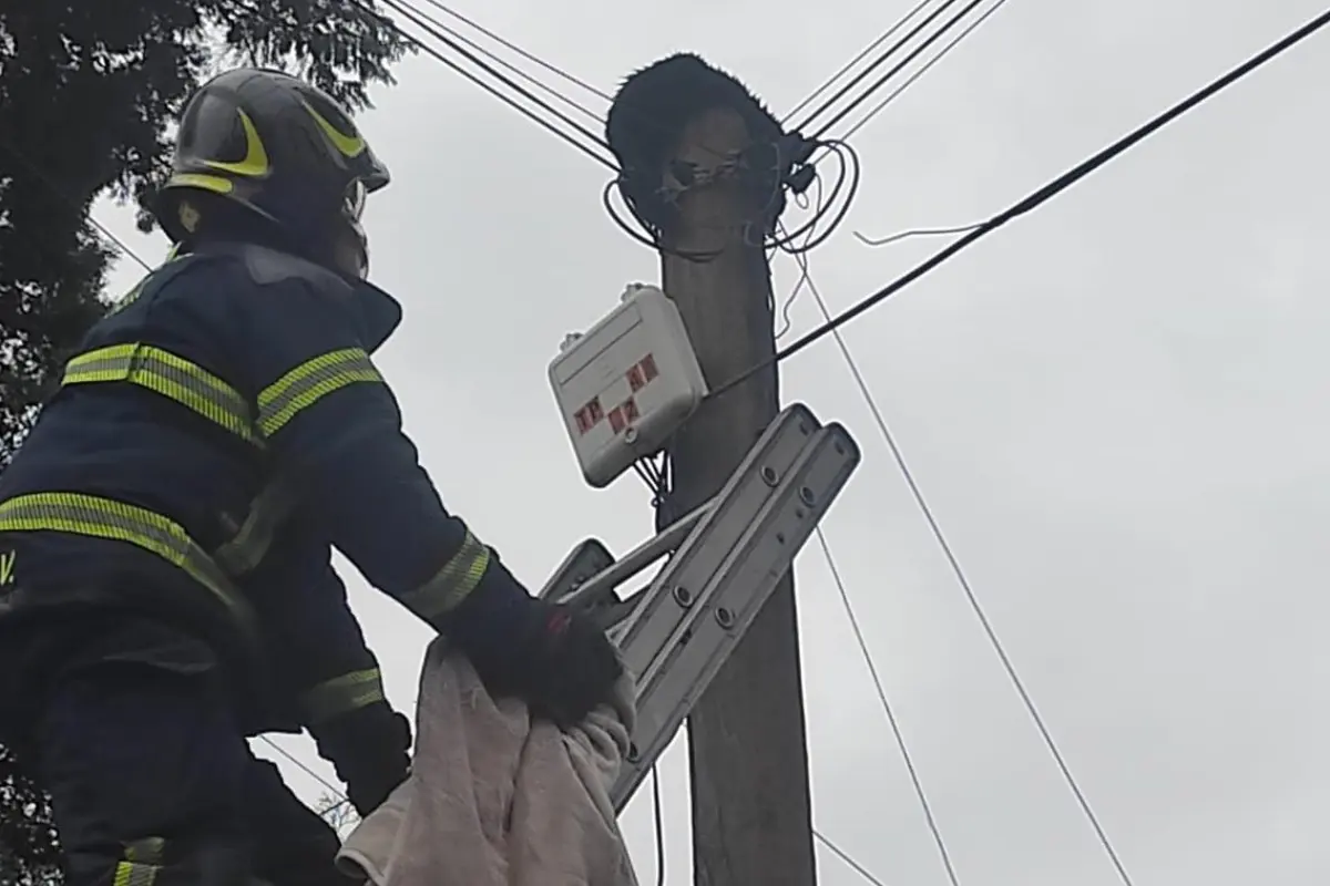 Bombero rescatando a gatito. Foto: @Bomberos_CDMX | Canva