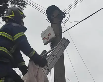 Bomberos rescatan a gatito atrapado en un poste al sur de CDMX