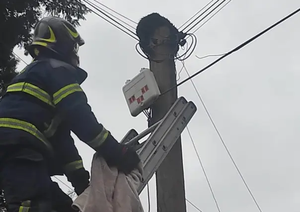 Bomberos rescatan a gatito atrapado en un poste al sur de CDMX