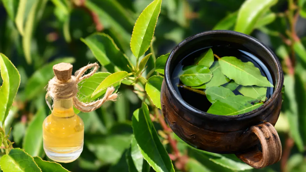 Cura la tos y relájate con esta planta medicinal