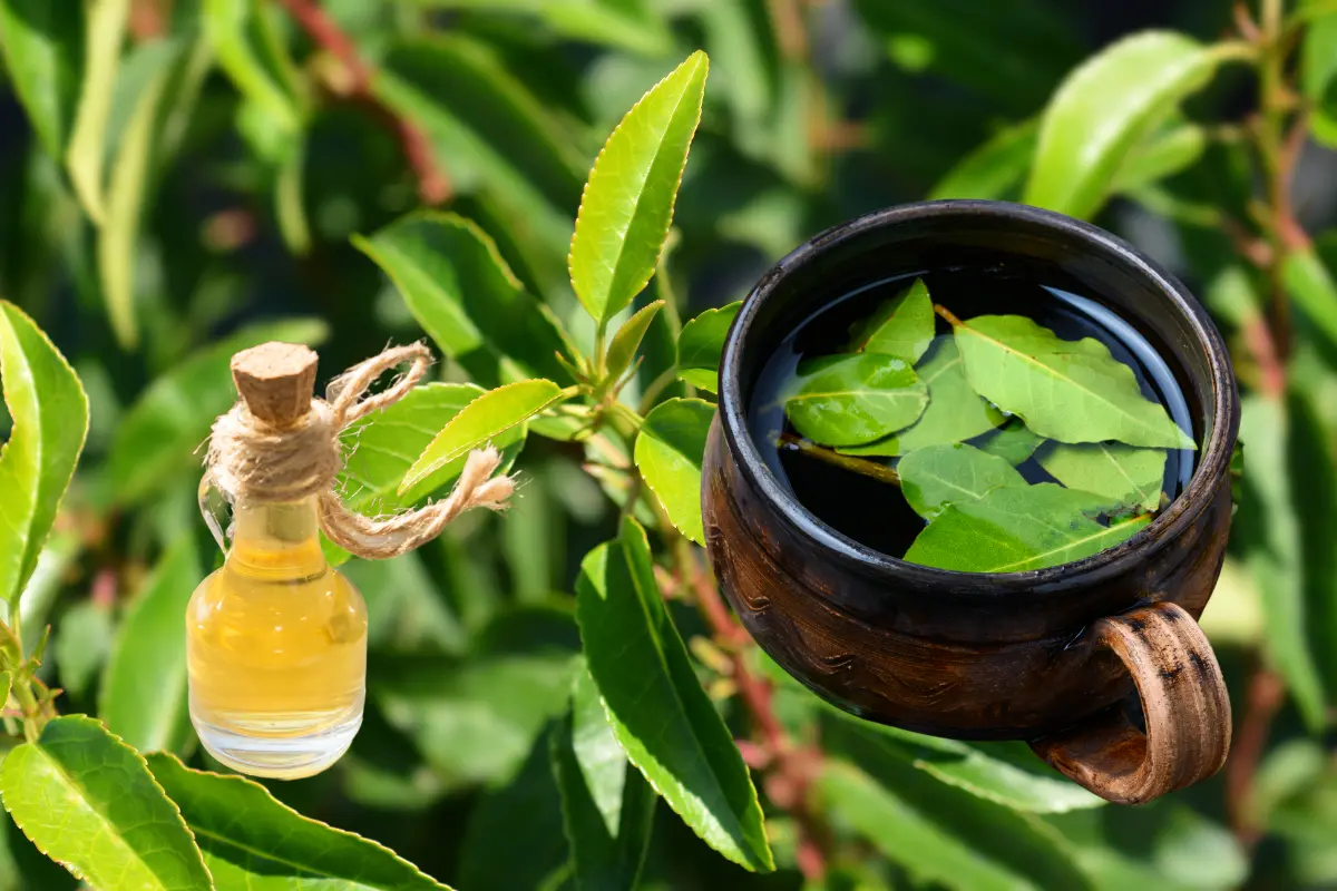 Las hojas y el aceite esencial son las partes que más se usan del laurel. Foto: Canva