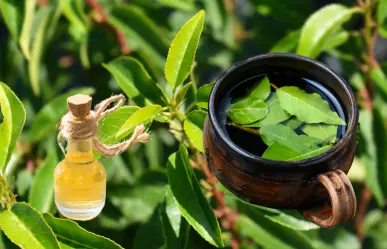 Cura la tos y relájate con esta planta medicinal