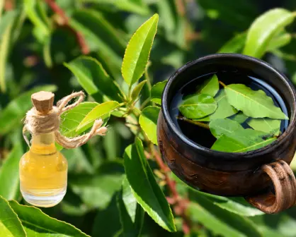 Cura la tos y relájate con esta planta medicinal
