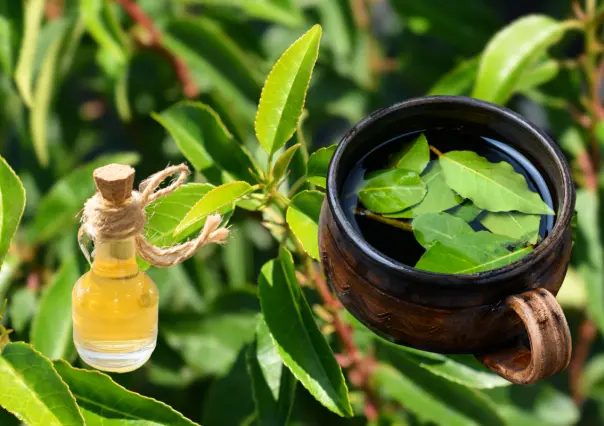 Cura la tos y relájate con esta planta medicinal