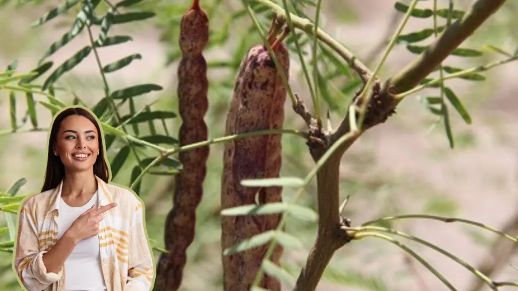 Este árbol nativo de Nuevo León cuenta con una alternativa saludable en personas con diabetes