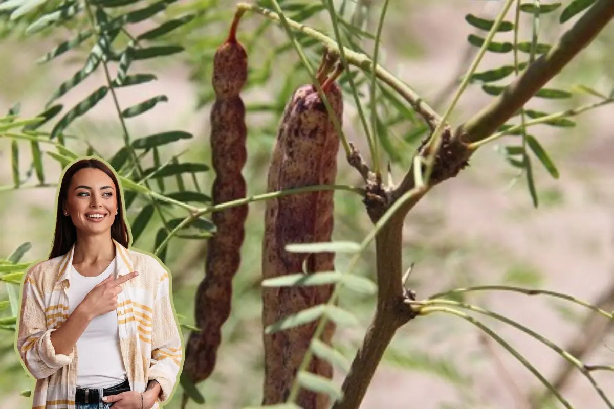 El mezquite no solo es un árbol emblemático de las zonas áridas de México, especialmente de Nuevo León, sino que también ha cobrado relevancia por sus propiedades benéficas para la salud. Foto: Bonito León / CANVA
