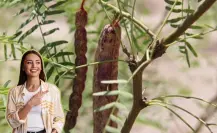 Este árbol nativo de Nuevo León cuenta con una alternativa saludable en personas con diabetes