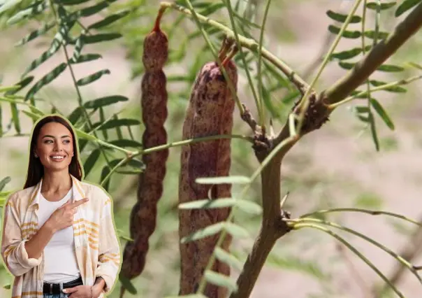 Este árbol nativo de Nuevo León cuenta con una alternativa saludable en personas con diabetes