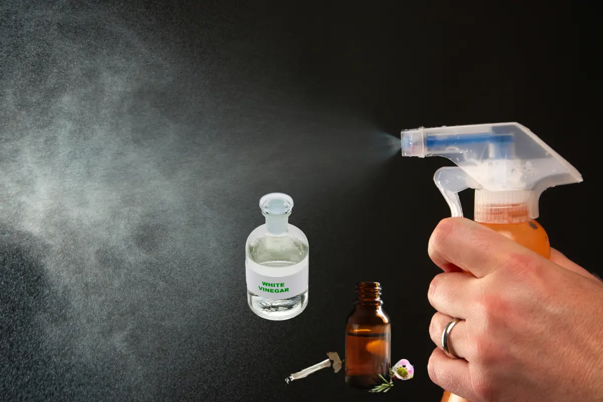 El árbol de té tiene propiedades antibacteriana y antifúngicas. Foto: Canva