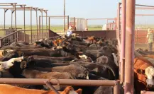Estados Unidos suspende importaciones de ganado desde México por brote del gusano barrenador