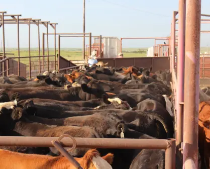 Estados Unidos suspende importaciones de ganado desde México por brote del gusano barrenador