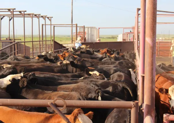 Estados Unidos suspende importaciones de ganado desde México por brote del gusano barrenador