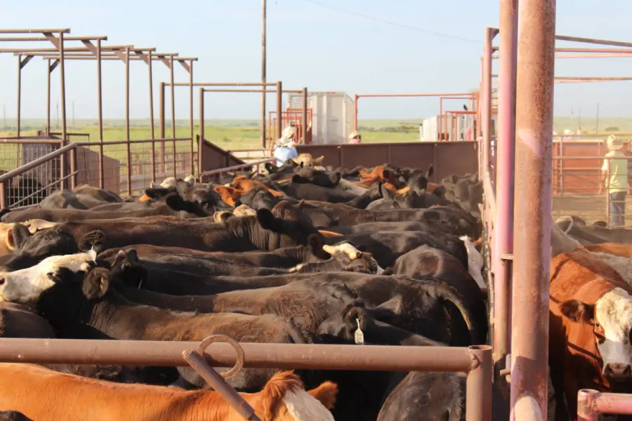 Estados Unidos suspende importaciones de ganado desde México por brote del gusano barrenador