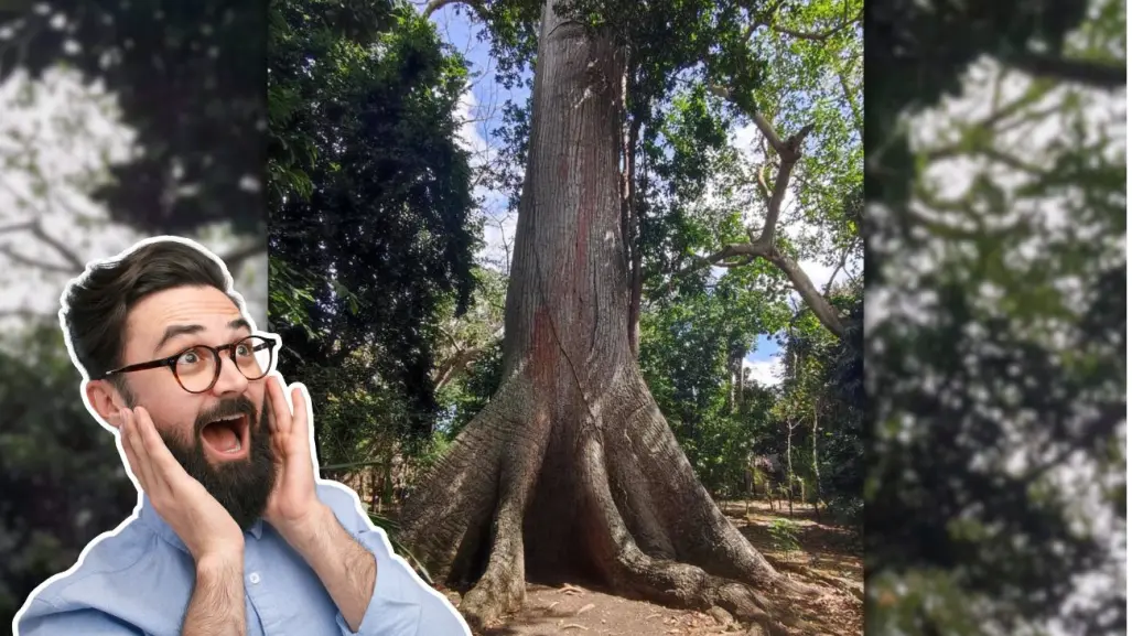 El Gigante de Solferino: la ceiba milenaria escondida en un santuario de orquídeas de Quintana Roo