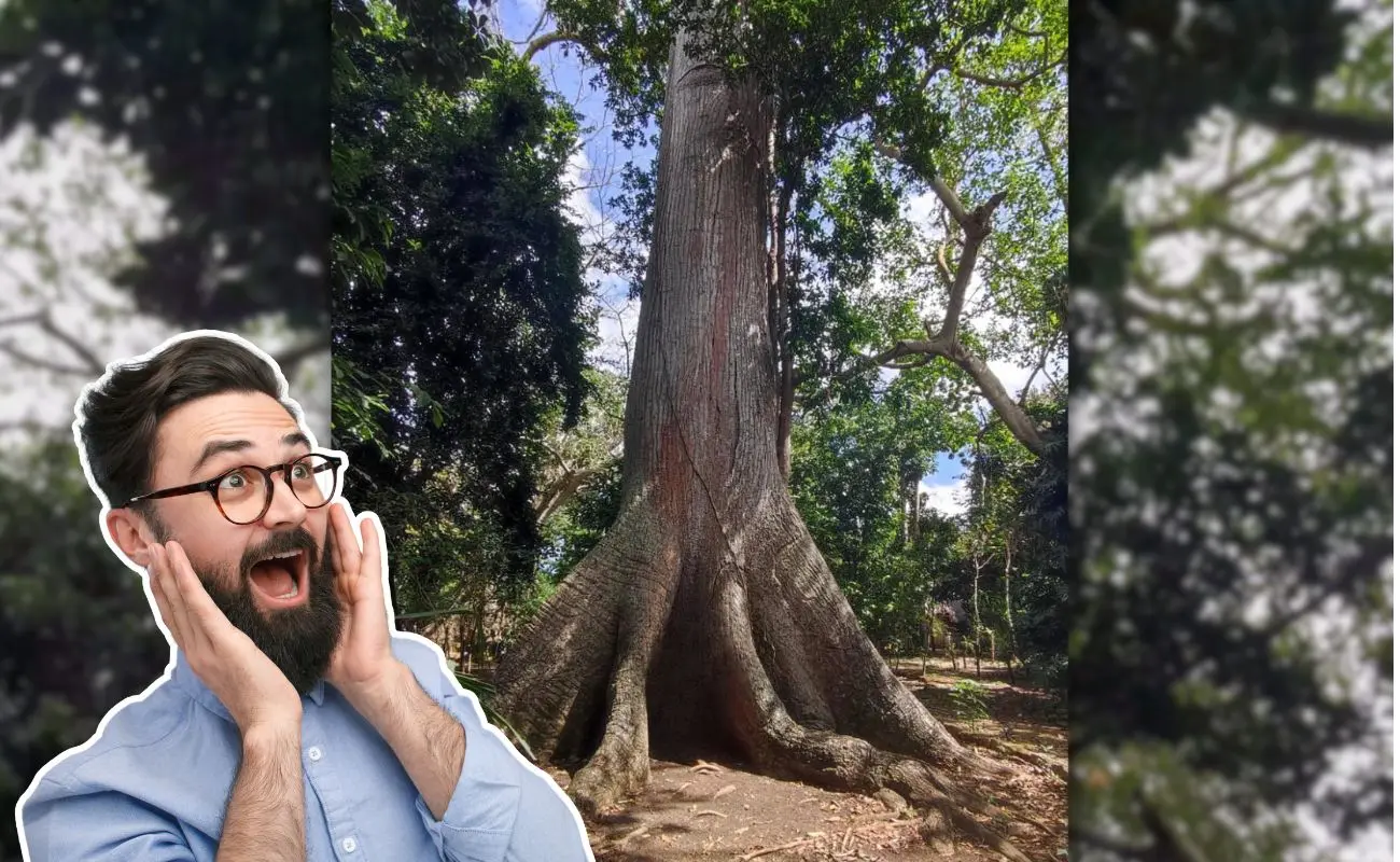 ¿Dónde se encuentra el Gigante de Solferino y por qué es especial? Foto: Canva | Mildred Avila Vera