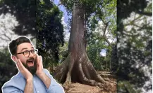 El Gigante de Solferino: la ceiba milenaria escondida en un santuario de orquídeas de Quintana Roo