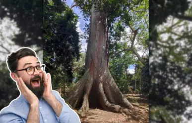 El Gigante de Solferino: la ceiba milenaria escondida en un santuario de orquídeas de Quintana Roo