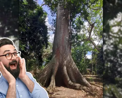 El Gigante de Solferino: la ceiba milenaria escondida en un santuario de orquídeas de Quintana Roo