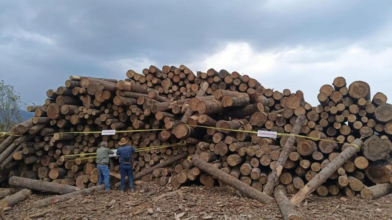 Tala ilegal: aseguran más de mil rollos de madera en operativo del Edoméx. Foto: @SS_Edomex