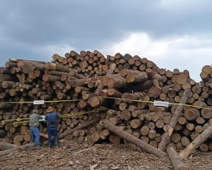 Tala ilegal: aseguran más de mil rollos de madera en operativo del Edoméx