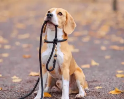 Conoce la multa que debes pagar en CDMX si tu perro muerde a una persona