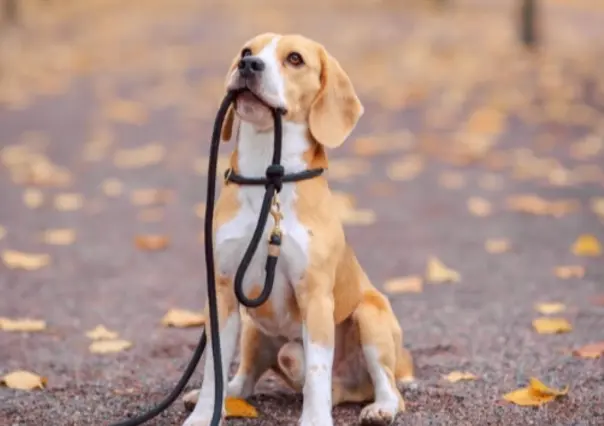 Conoce la multa que debes pagar en CDMX si tu perro muerde a una persona
