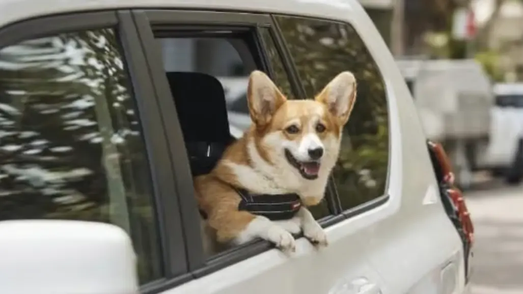Uber Pet en CDMX: así puedes viajar con tu mascota sin gastar mucho dinero