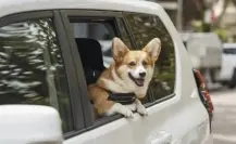 Uber Pet en CDMX: así puedes viajar con tu mascota sin gastar mucho dinero
