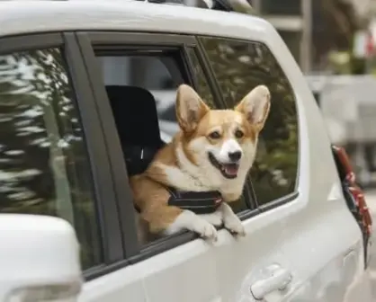 Uber Pet en CDMX: así puedes viajar con tu mascota sin gastar mucho dinero