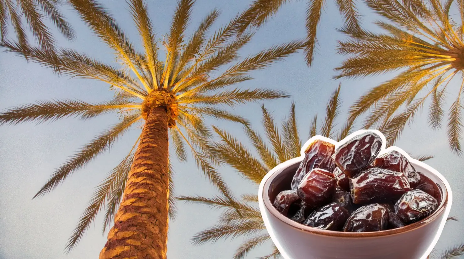 Conoce cuánto tiempo tarda en crecer una palma de dátiles. (Fotografía: Canva)