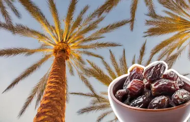 Árboles nativos en Coahuila: ¿cuánto tarda en crecer una palma de dátiles?