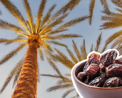 Árboles nativos en Coahuila: ¿cuánto tarda en crecer una palma de dátiles?