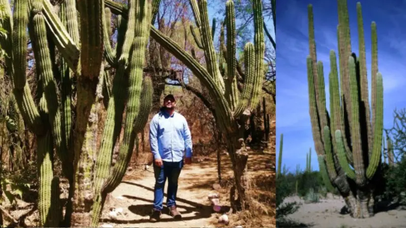 El cardón puede medir hasta 20 metros de altura. Fotos: Turismo La Paz