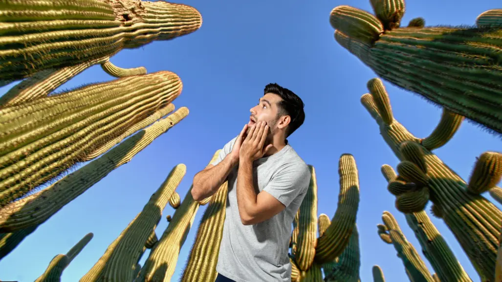 ¿Conoces el cactus gigante de BCS que vive más de 300 años?