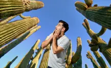 ¿Conoces el cactus gigante de BCS que vive más de 300 años?