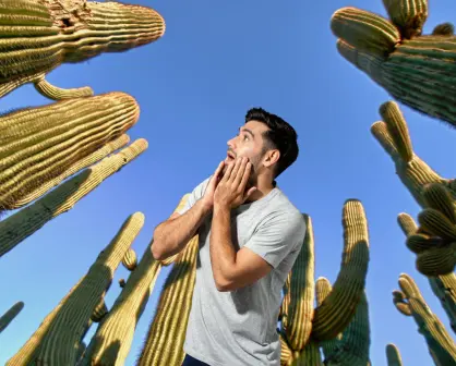 ¿Conoces el cactus gigante de BCS que vive más de 300 años?