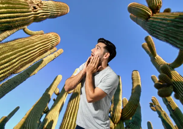 ¿Conoces el cactus gigante de BCS que vive más de 300 años?