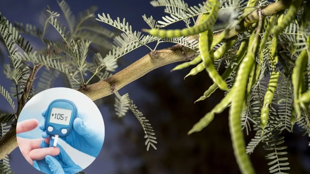 Este es el árbol nativo de Nuevo León que ayuda a estabilizar los niveles de azúcar en la sangre