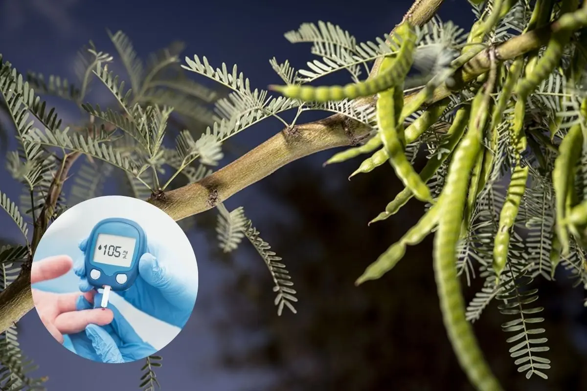 En Nuevo León, esta especie representa no solo parte del paisaje semidesértico, sino también una fuente valiosa de alimento, medicina y recursos industriales. Foto: UAdeC / CANVA