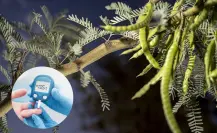 Este es el árbol nativo de Nuevo León que ayuda a estabilizar los niveles de azúcar en la sangre