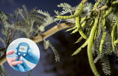 Este es el árbol nativo de Nuevo León que ayuda a estabilizar los niveles de azúcar en la sangre