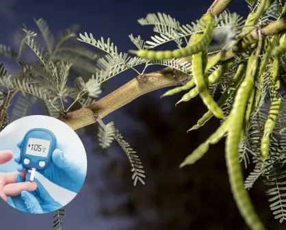 Este es el árbol nativo de Nuevo León que ayuda a estabilizar los niveles de azúcar en la sangre