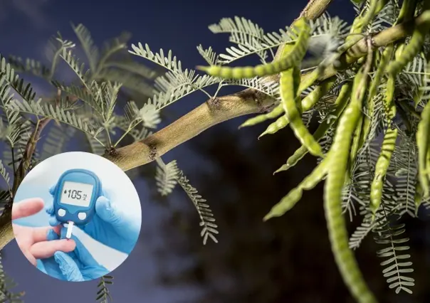 Este es el árbol nativo de Nuevo León que ayuda a estabilizar los niveles de azúcar en la sangre