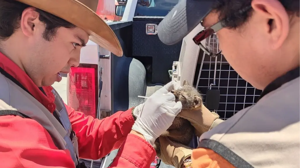 Guardia Forestal de Nuevo León rescata crías de zorro encontradas en una empresa