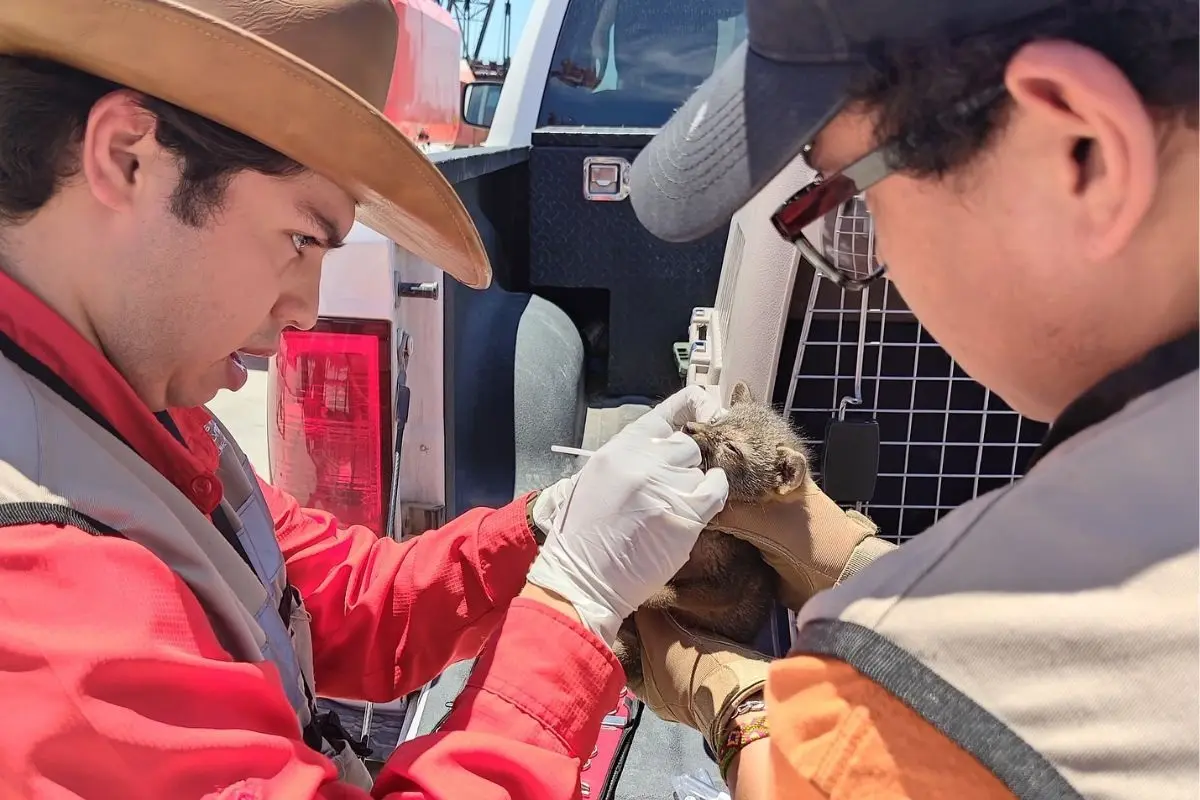 La Guardia Forestal de Nuevo León informó recientemente sobre el exitoso rescate de varias crías de zorro gris. Foto: Guardia