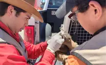 Guardia Forestal de Nuevo León rescata crías de zorro encontradas en una empresa