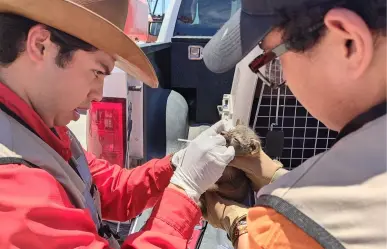 Guardia Forestal de Nuevo León rescata crías de zorro encontradas en una empresa
