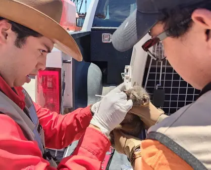 Guardia Forestal de Nuevo León rescata crías de zorro encontradas en una empresa