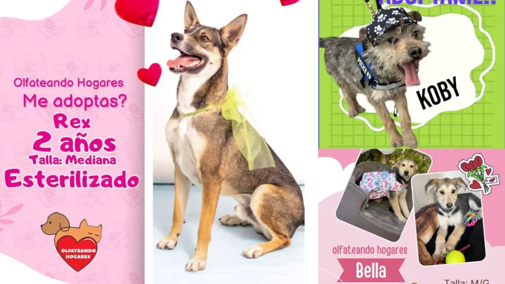 ¿Quieres adoptar un amigo? Lanzan campaña de adopción en Saltillo