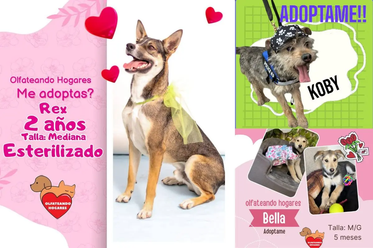 Perritos en adopción. Fotos de Olfateando Hogares.